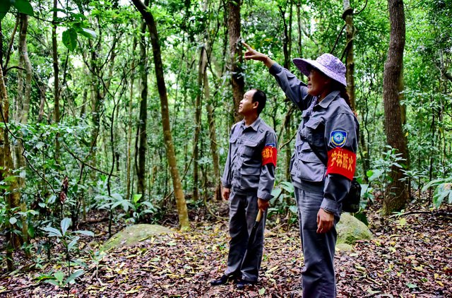 加快建设现代化国有林场，六部门意见传出什么信号？