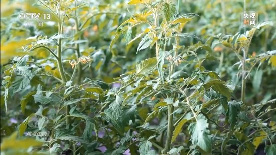 焦点访谈丨寒潮“速冻”全国 他们一直坚守在保供保畅一线