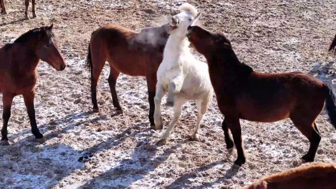 嘿,你知道军马怎么敬军礼吗?