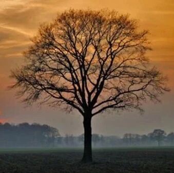 大树之恩，很多人看哭了！